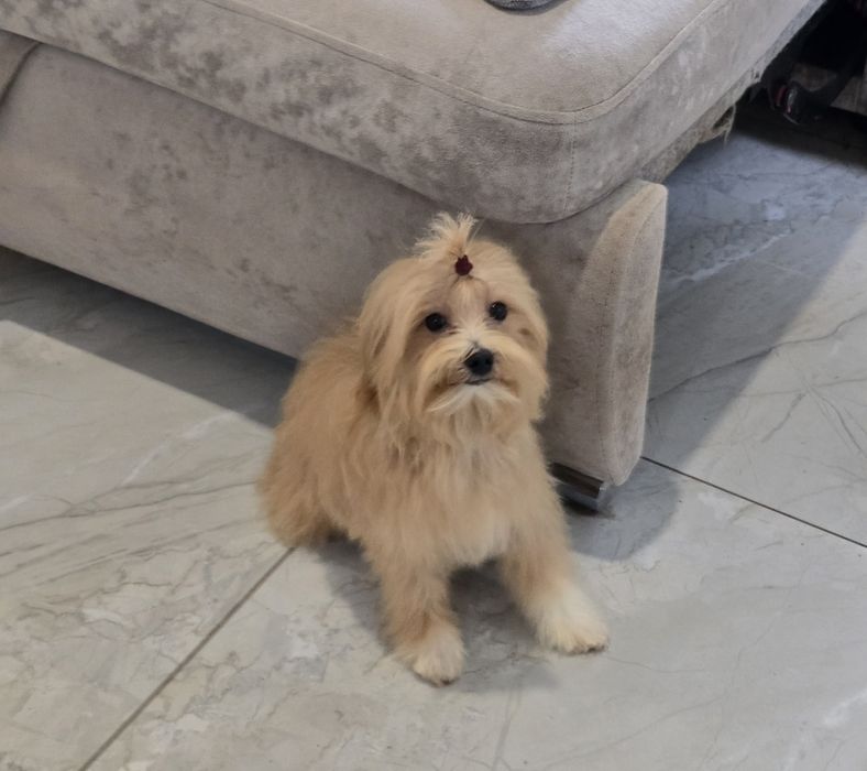 Хлопчик Мальтіпу Ф1