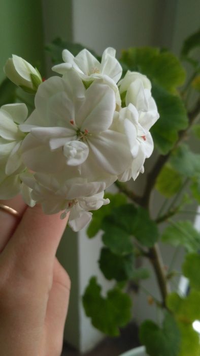 Пеларгонії зональні