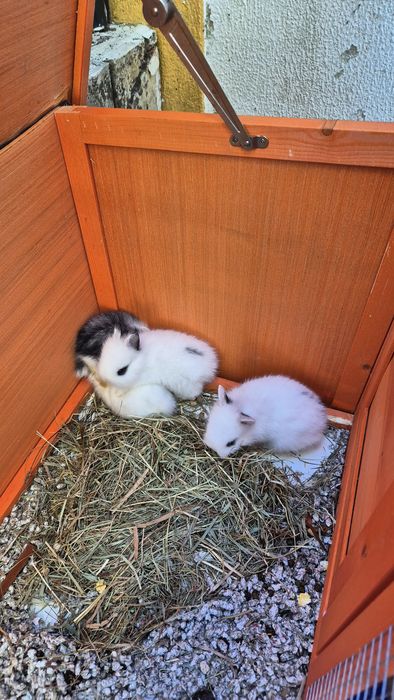 Coelhos Anões bebés.