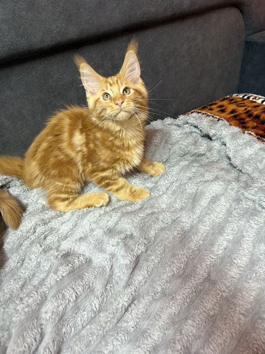 Продаю котят Мейн Кун