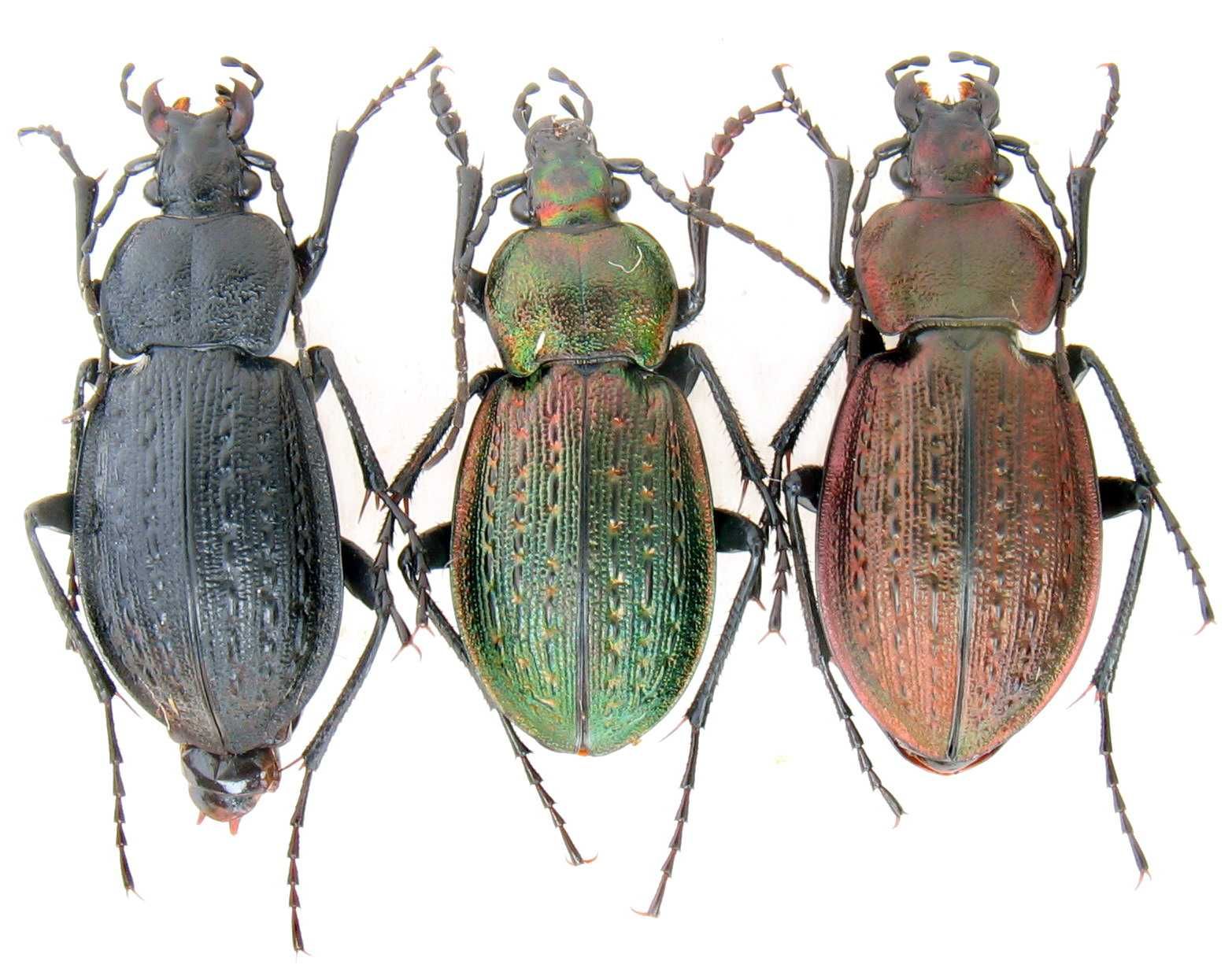 С arvensis carpathus коллекция насекомые комахи, жуки, ентомологія
