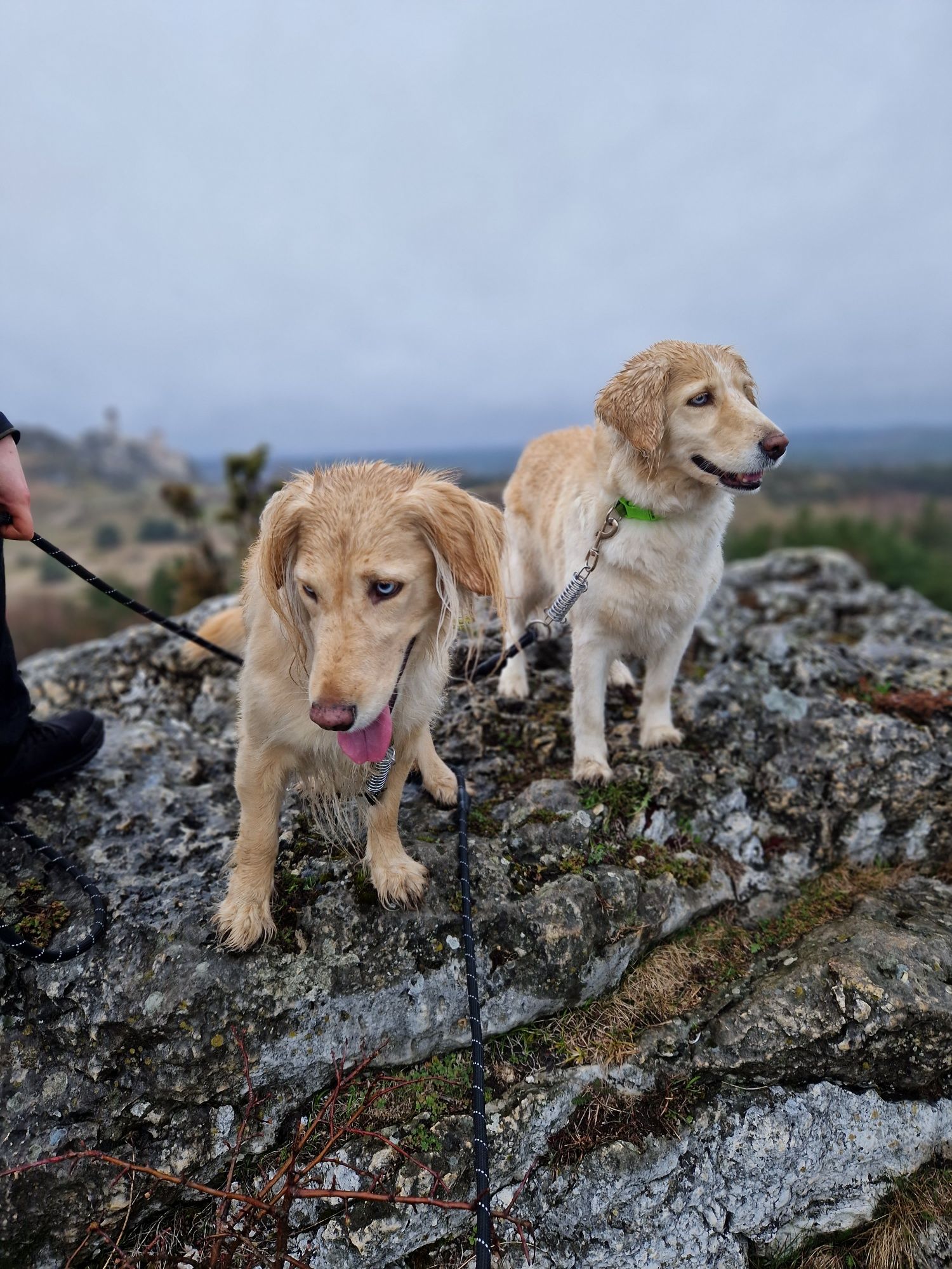 Nelly suczka goberian do adopcji golden husky