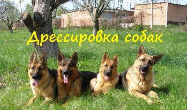 Дрессировка собак!!!