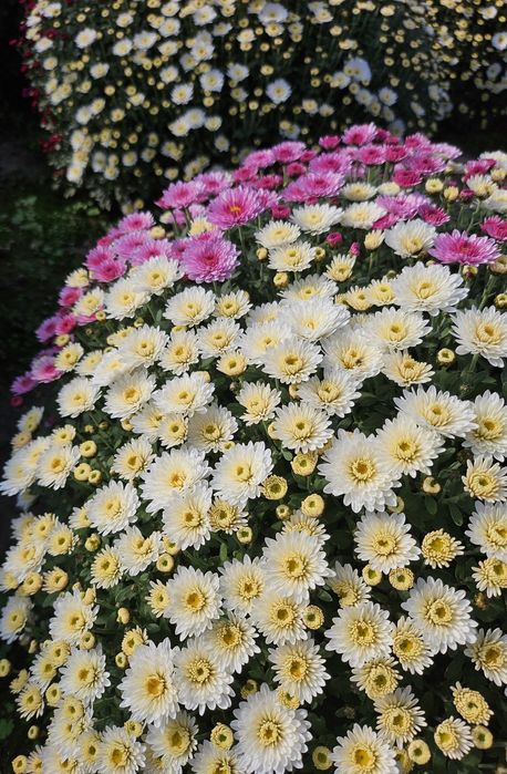 Chryzantemy drobnokwiatowe