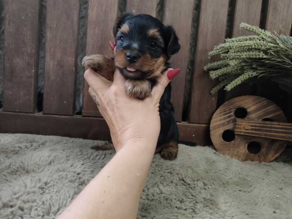 Yorkshire Terrier machinho