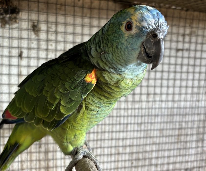 Amazonas Aestiva Femea