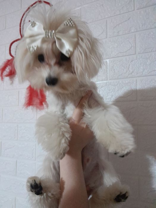 Вязка хлопчика мальтезе