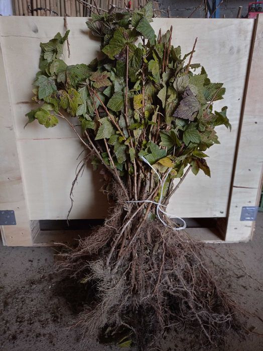 Porzeczka czarna Gofert