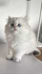 British Longhair