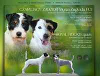 Parson Russell Terrier
