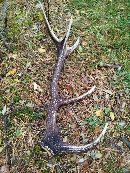 Poroże róg jelenia duży