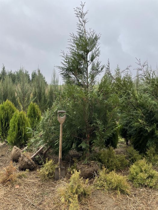Tuja Thuja Szmaragd Brabant