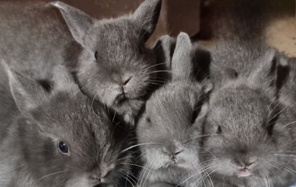 Coelhos anoes mini Holandes e mini lion