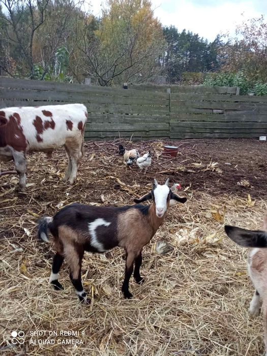 Кози продаж, дойні, домашні кози