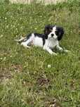 Cavalier King Charles Spaniel samiec z Rodowodem