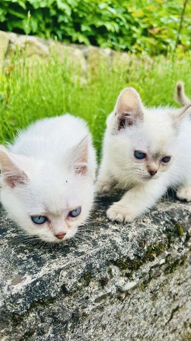 Британські кошенята