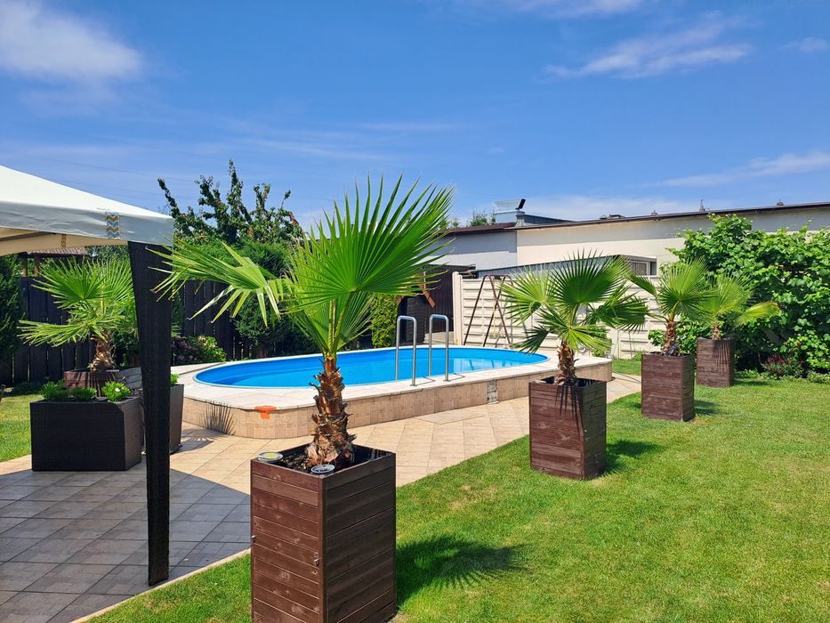 Palma Washingtonia Robusta – Waszyngtonia 200 cm+ - 5 sztuk