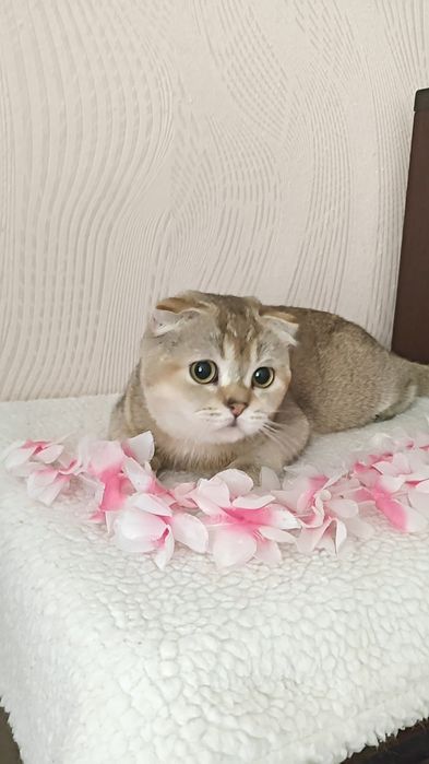 Чистокровная вислоухая  девочка от золотой шиншиллы