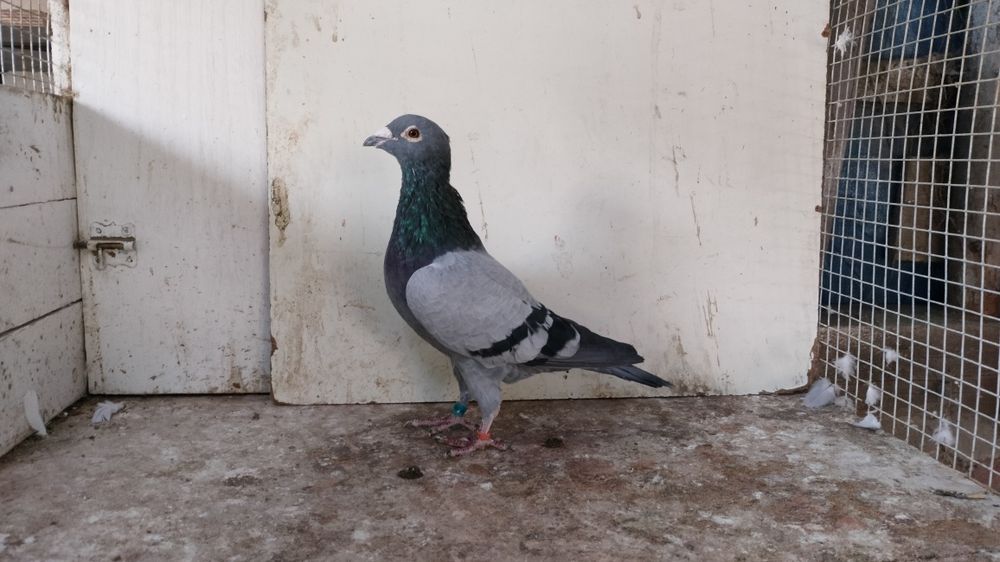 Gołębie pocztowe z rozpłodu