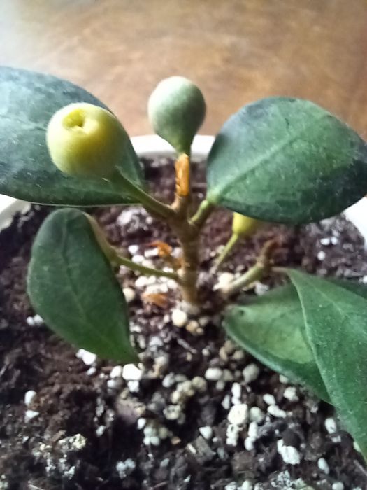 Фикус Дельтовидный