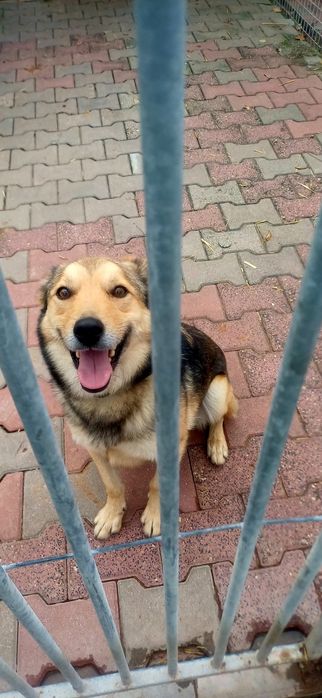 Jogi uroczy psiak szuka domu