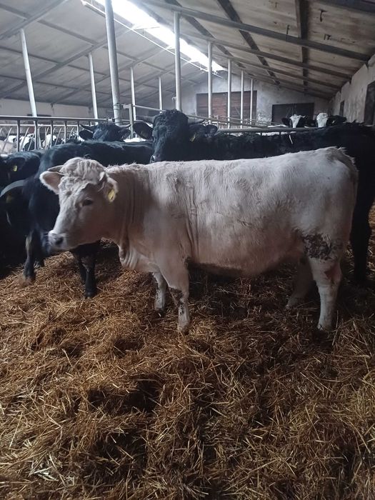 Jałówka miesna wysokocielna