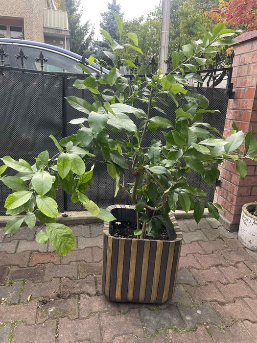 Kwiat cytryny duży