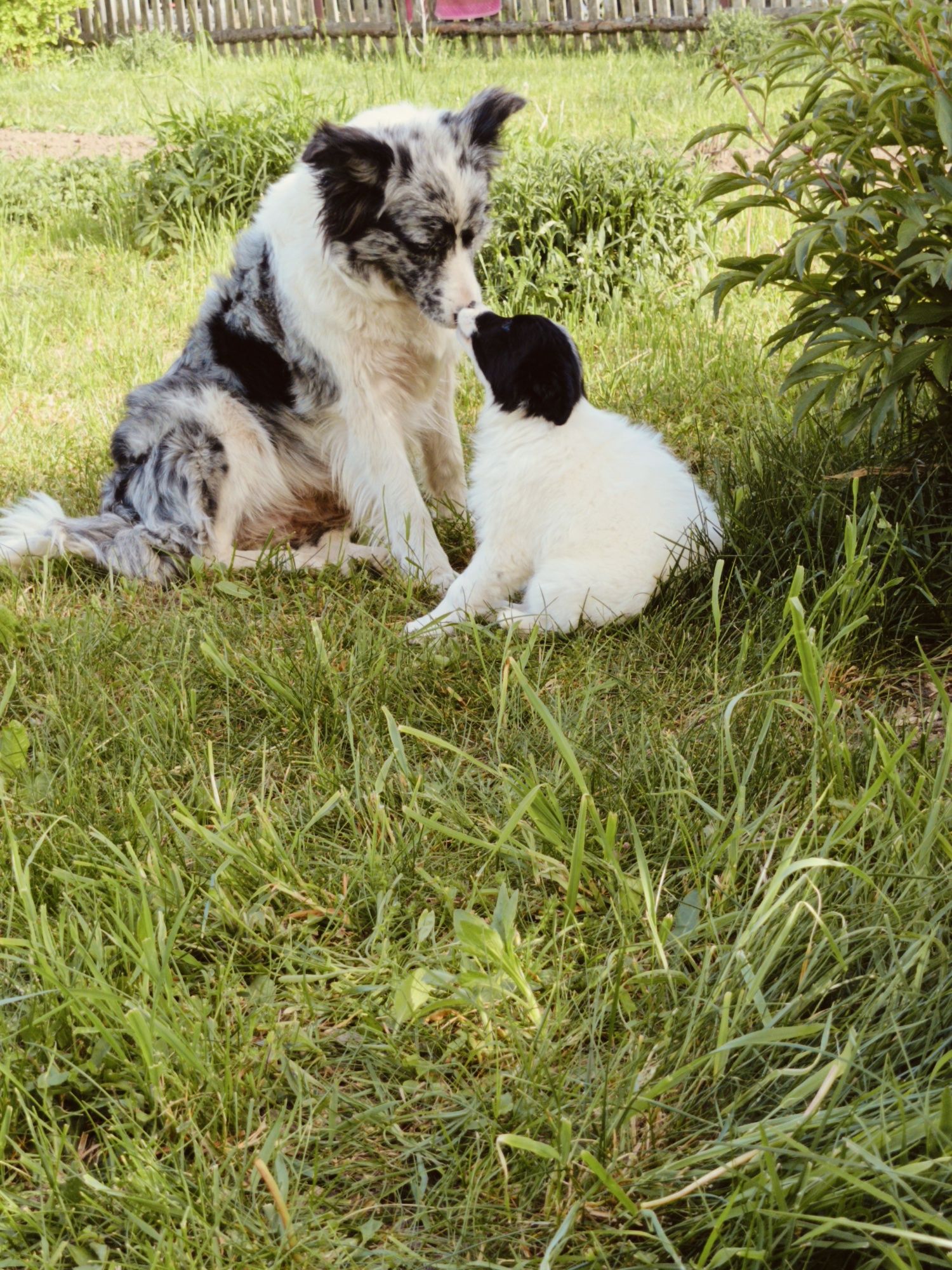 Suczka border collie