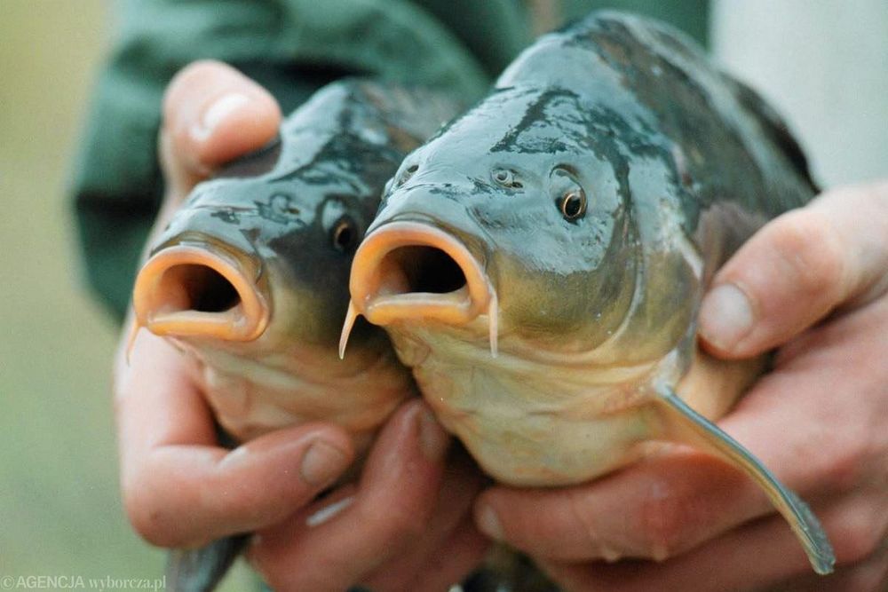 Żywe ryby karp, Amur, tołpyga, sum, Jesiotr i inne