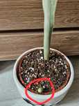 Sansevieria#Nadwyzka#Sprzedam#