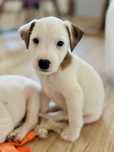 Parson Russell Terrier - suczka MAGGIE