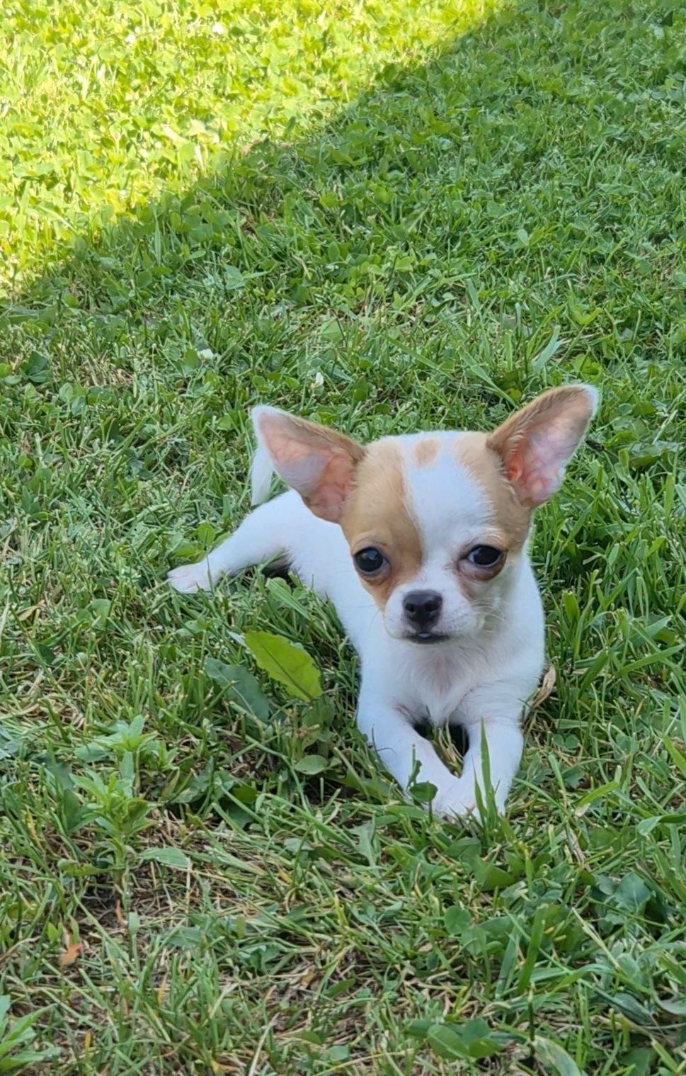 Gotowa do odbioru śliczna suczka chihuahua