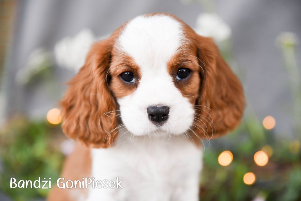 Cavalier King Charles Spaniel Blenheim