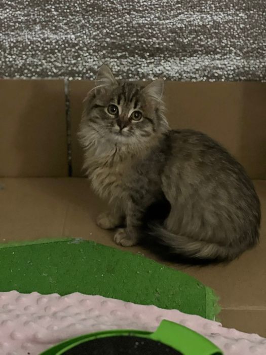 Кошенята шукають родину!