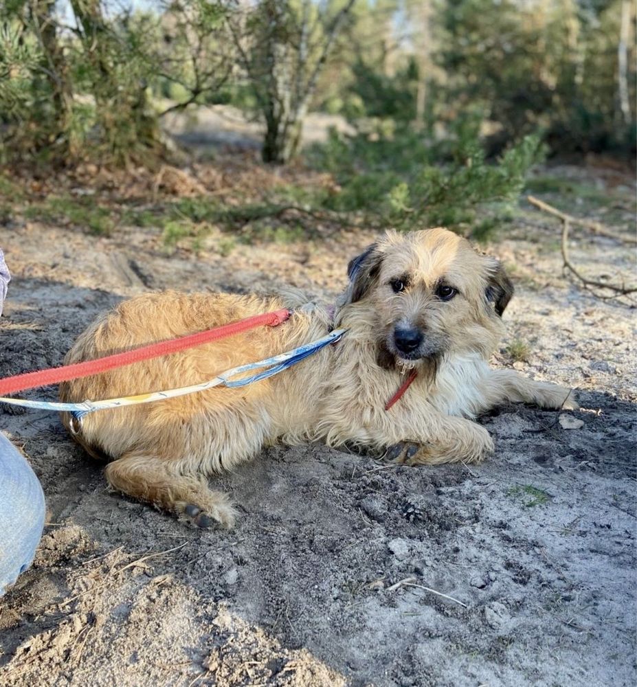 Frida - strach i samotność. Proszę adoptuj i uratuj ją!