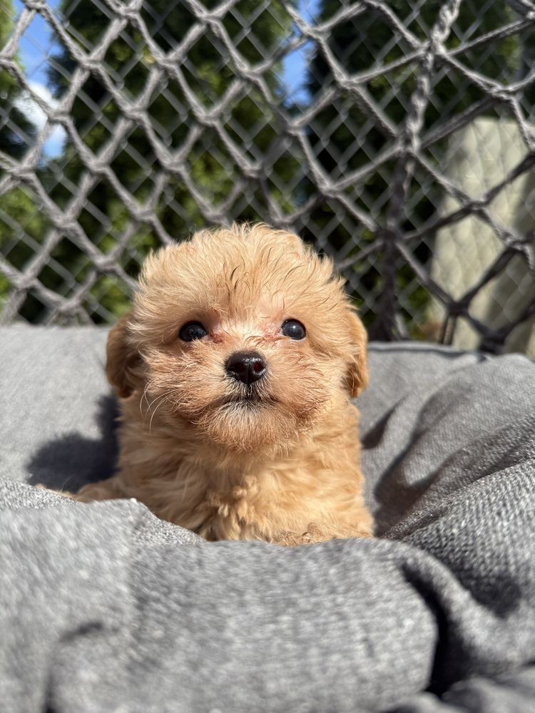 Maltipoo chłopak, maltańczyk, pudel toy