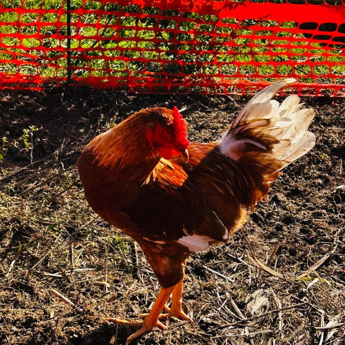 Galo Brahma e também galo da raça das galinhas poedeiras