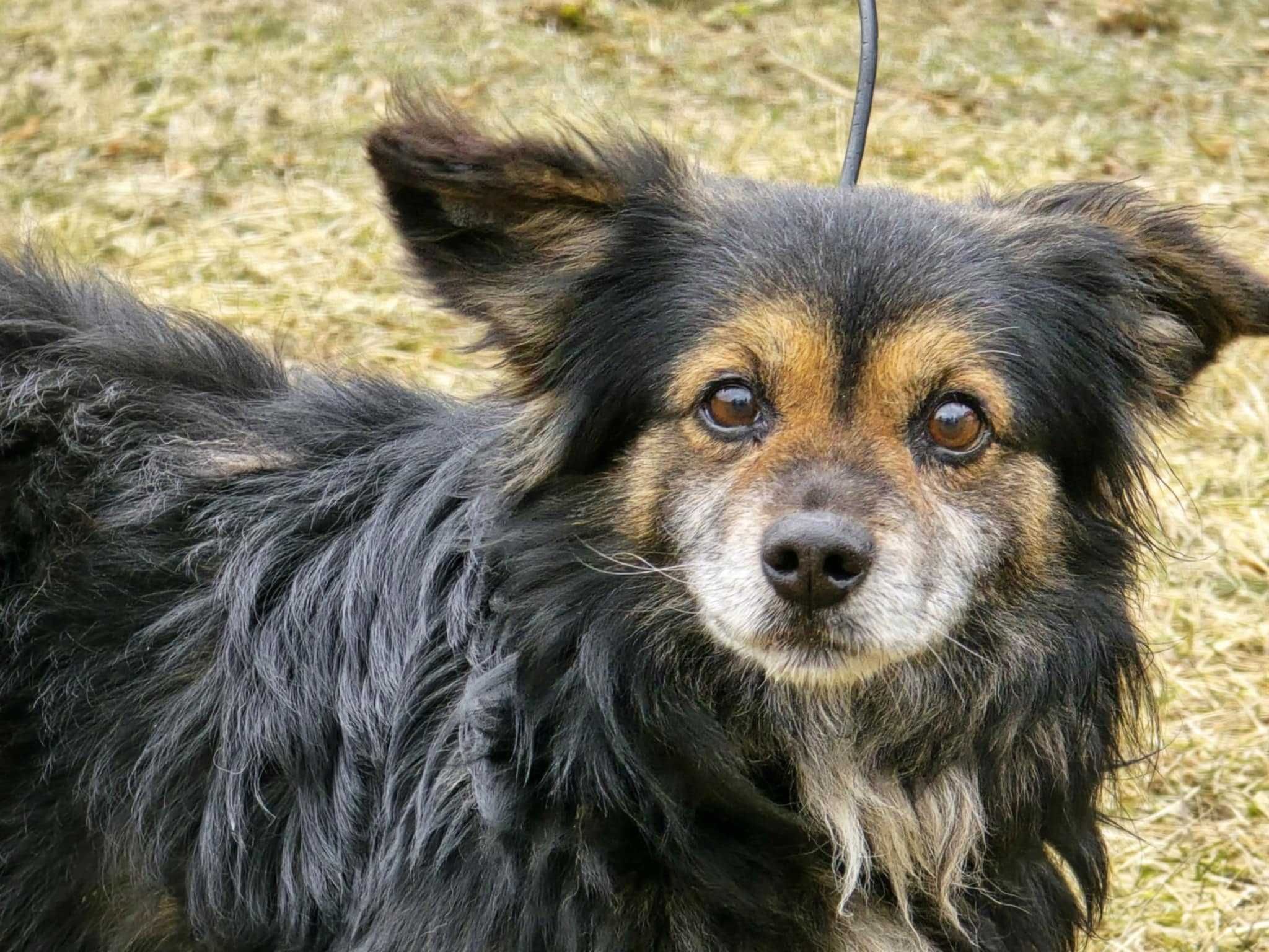 Amper - mały, przyjazny kundelek do adopcji