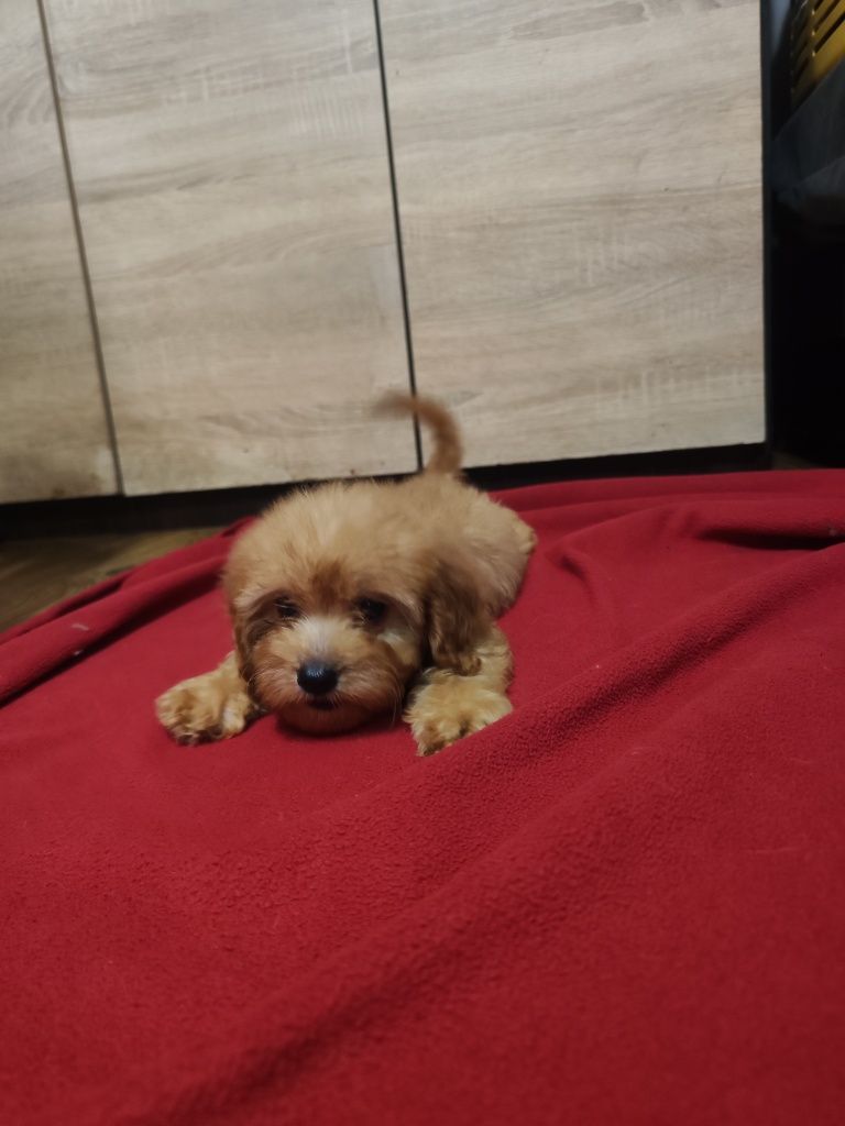 Cavapoo F1 śliczna dziewczynka