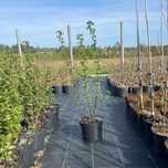 Brzoza brodawkowata ’ Fastigiata ’ Betula pendula (kolumnowa)