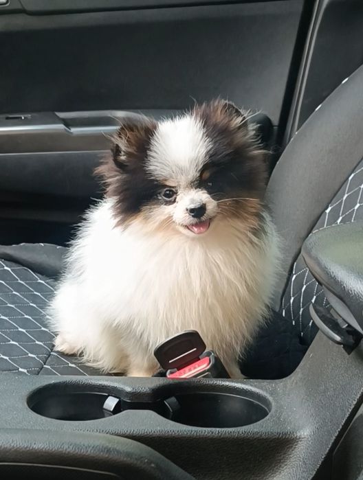 Триколор малыш микро померанский шпиц