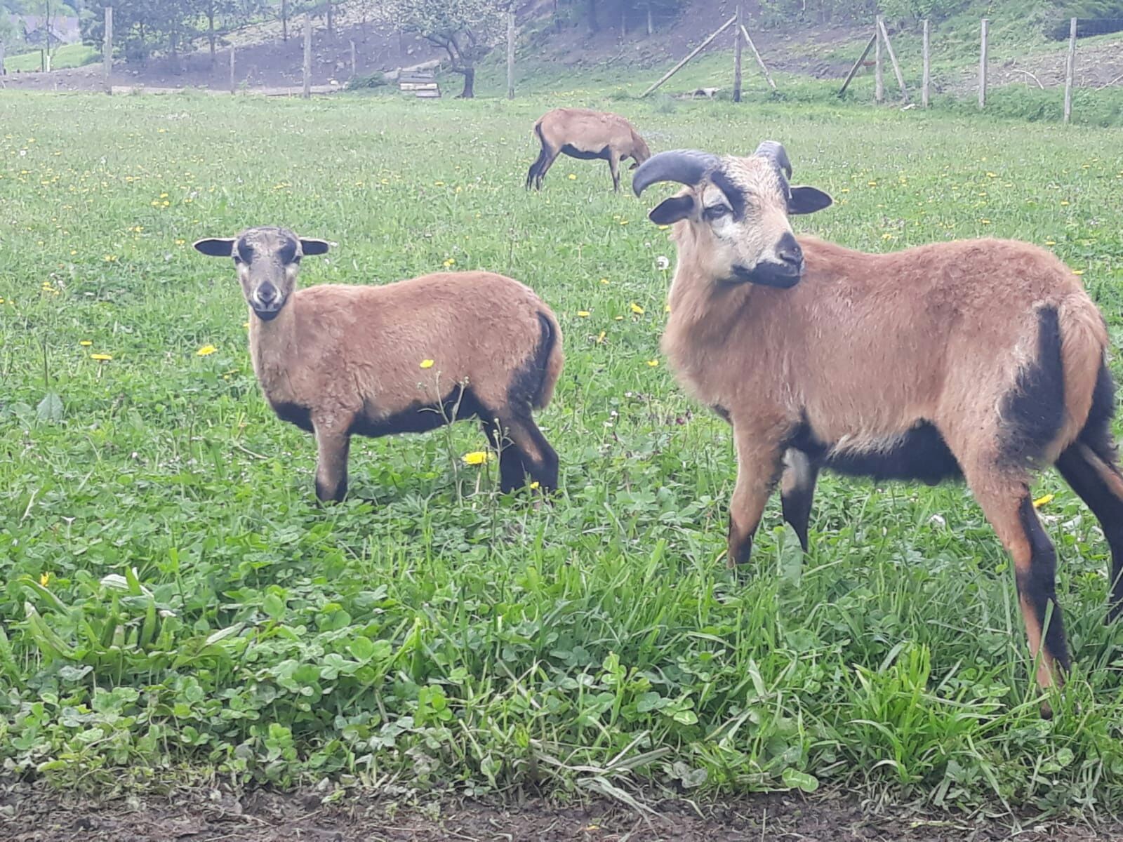 Owce Kameruńskie