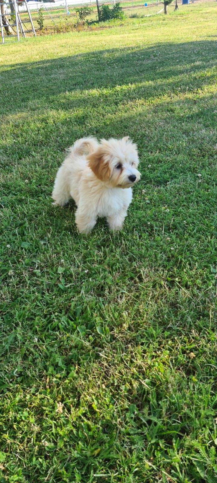 Piesek Maltipoo gotowy do odbioru