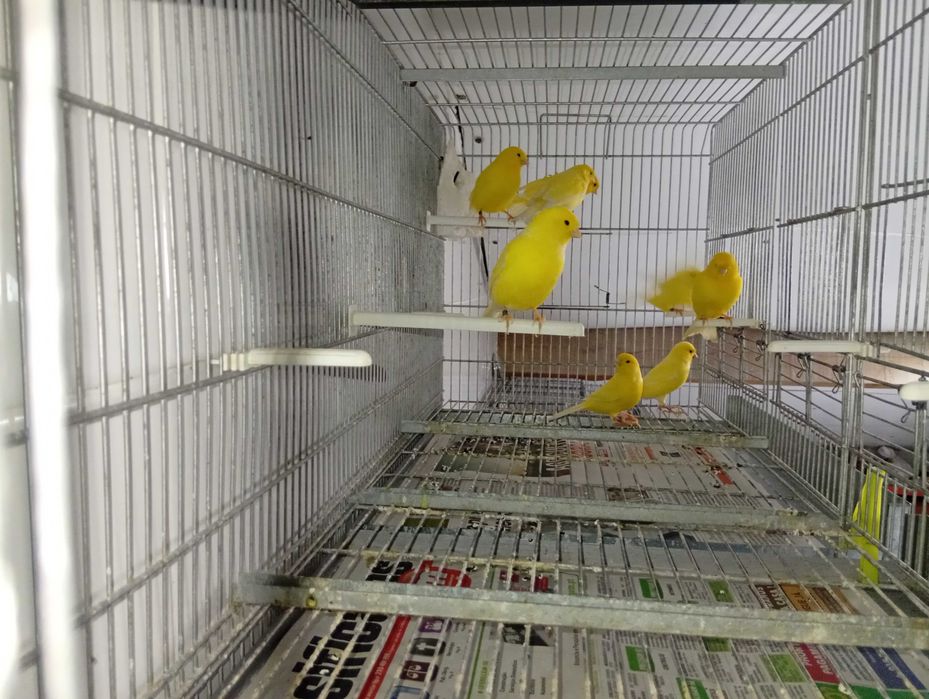 Canários amarelos - liliana
