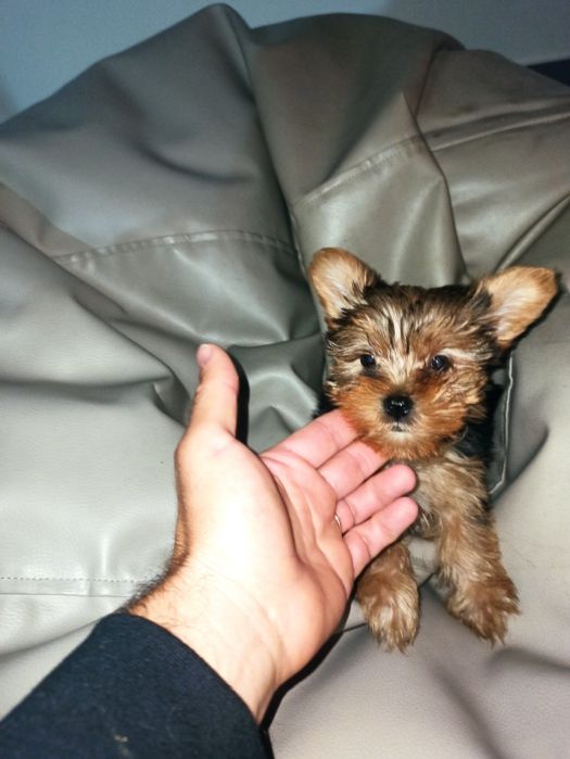 Linda menina Yorkshire