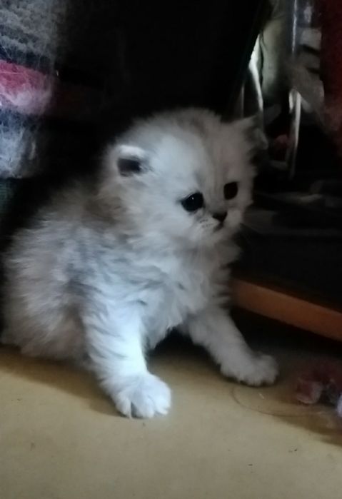 Котёнка серебристой шиншиллы белого