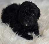 Czarna sunia maltipoo