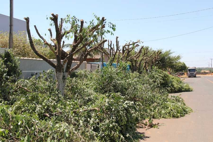 limpeza de terrenos abate de árvores