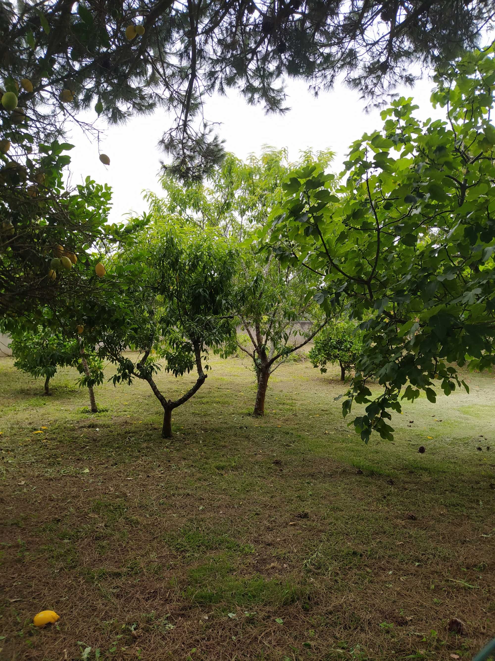 Manuntenção de jardins/ limpeza de terrenos