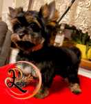 York dziewczynka - Yorkshire Terrier - dziewczynka